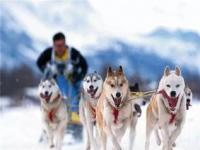 狗拉雪橇该不该取消_动物世界犬种-萨摩耶犬
