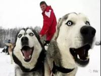 动物保护组织谈狗拉雪橇争议_哈尔滨狗拉雪橇引争议：游客对狗的健康状况表示担忧?