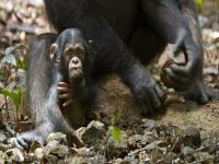 大猩猩和人类的器官一样吗？大猩猩和人类有哪些生理结构上的不同？