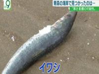 北海道渔场_北海市场常见的鱼有哪些