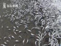 日本一海岸现大量沙丁鱼尸体_日本北海道海岸现大量沙丁鱼尸体，冲上沙滩蔓延100米，原因不明