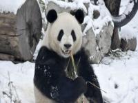 当萌兰遇上北京初雪_熊猫萌兰遇上北京初雪，兴奋到不行