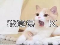 猫猫 我跟你天下第一好哦_猫咪表情包合集｜我不和你天下第一好了