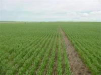 2021年新乡小麦亩产最高的种子_河北今年小麦种子哪个新品种最好