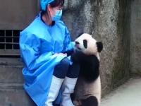 熊猫rua熊猫的名场面出现了_熊猫宝宝生气什么样！名场面合集太可爱了！