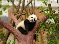 国宝大熊猫生活地区_熊猫分布地区及原因