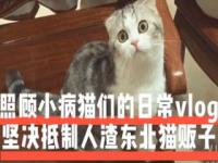 遇到猫贩子可以报警吗_猫贩子最怕什么投诉