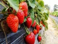 草莓价格暴跌但为何没实现草莓自由_消失的刺客：草莓大降价，真的要实现草莓自由了吗？