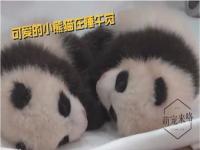 你见过竖着睡觉的熊猫吗_部编版三年级下册 习作《国宝大熊猫》