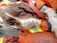 地震搜救犬休息躺在消防员怀里_甘肃地震，搜救犬在执行任务中腿部受伤，血流不止却仍一心搜救！