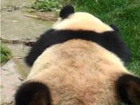 熊猫嘎嘎吃半天竹叶一点没少_大熊猫不是食草动物却为何天天吃竹子，它如何消化竹子里的纤维？