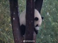 熊猫宝宝打雪仗像椰蓉芝麻汤圆_大熊猫“打雪仗”啦！快来围观
