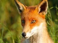 哪个品种的狐狸国内能养_狐狸的品种有几种