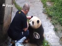 谭爷爷新年目标把熊猫喂好_谭爷爷对“花花”的「果赖召唤术」是这样养成的……