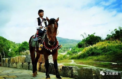 游客曝茶马古道旅行社强制体验骑马_游客称跟团游丽江被强制消费骑马，相关部门回应：调查核实中