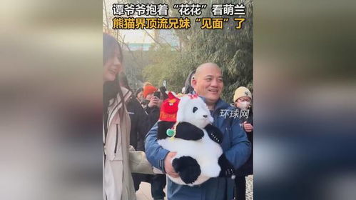 顶流大熊猫兄妹终于见面了_顶流熊猫兄妹碰面！谭爷爷抱着“花花”去看萌兰啦