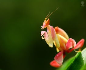 外形像花的兰花螳螂_云南出现“食肉兰花”？原来是昆虫界的“皇后”，伪装成兰花捕猎