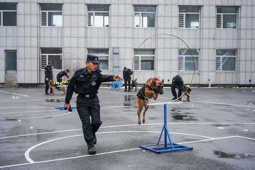 围观警中汪汪队冬训_长沙公安特巡警吹响“汪汪队”冬训集结号，还给两名警犬过了生日