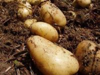夸土豆是什么意思_描写马铃薯的比喻句