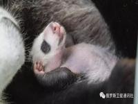旅俄熊猫幼崽叫喀秋莎_旅俄大熊猫幼崽得名“喀秋莎”
