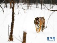 东北虎排队等着被泼雪_白狐出来接客 东北虎被泼雪 网友：肯定是饲养员交待啦，不要吓到别人