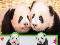 爱宝双胞胎女儿将正式与公众见面_在韩国出生的大熊猫双胞胎将与公众见面