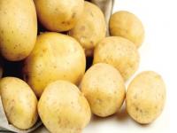 中国南方生不生产土豆_南方土豆几月播种