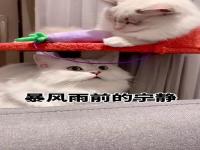 我家猫咪好像出去跟别的猫打架了，身上都刮破皮了，猫打架划掉两块皮，猫咪打架被咬了皮，要怎么办_小猫和大猫打三次仗了，大猫走二十多天了，能不能回来了