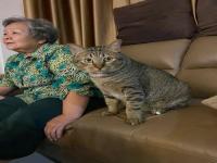 老奶奶炫耀她养的超大只狸花胖子_80岁老太太和她喂养的流浪猫咪