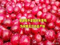 黑龙江蔓越莓太受欢迎了_黑龙江广西“双向奔赴”的蔓越莓是啥，网友：咱家蔓越莓啥味的