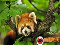 孟菲斯的小熊猫是哪个国家送去的_北京野生动物园小熊猫在什么位置