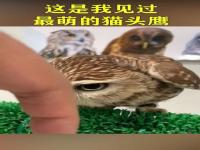 第一次见rua猫头鹰的_有多少南京人，获得过猫头鹰的祝福