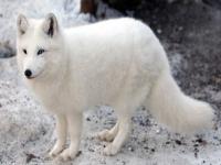 白狐和白虎有什么区别_狐狸和狼的区别，如何区别狼和狐狸