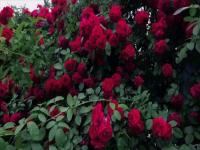 四万朵玫瑰花出自哪一本书_我的院子有四万万朵玫瑰花全文