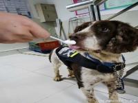 警犬幺幺零还没满月就被训导员夸_警犬宝宝出生 取名“幺幺零”