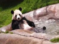 大熊猫泡jio玩水惬意到咩咩叫_香港大熊猫首次成功自然交配，众网友关注点让人笑抽