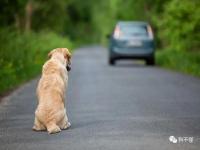 为什么狗狗能找到回家的路_为什么狗能找到回家的路？