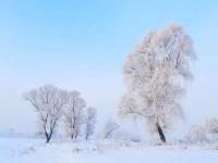 冬天总要看一次黑龙江绝美雾凇_哈尔滨迎来2024年第一场雾凇，如梦如幻的冬日仙境等你来探索！