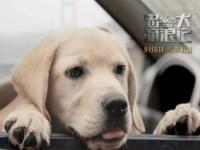 有个外国电影是有关搜救犬的故事的！有知道的吗_银虎搜救犬有后代吗