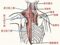 4个动作松解紧张的斜方肌_斜方肌太厚背部臃肿，穿衣难看？5 个瑜伽体式放松斜方肌