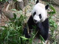 大熊猫叻叻今天启程回国_在新加坡出生的叻叻明天就要回来了~希望他能活成我们希望的样子