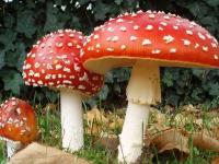 毒蘑菇是怎么形成的_蘑菇晒干还有毒吗