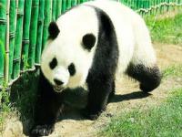 亚布力熊猫馆在什么位置_亚布力熊猫馆学生票怎么买