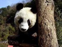北京动物园生态环境介绍_北京动物园历史