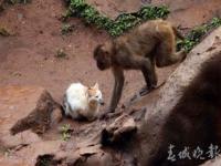 昆明动物园称将对猫全面体检_昆明动物园：计划近期将猫移出猴山，随后将对猫开展全面体检