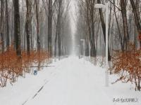 北京龙年初雪中最美的身影_城事｜北京迎来龙年首场瑞雪，故宫红墙白瓦分外妖娆