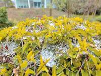 雨夹雪是雪吗_冻雨不就是雨夹雪吗