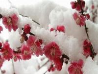 乌鲁木齐下了几场雪_新疆一年四季都有什么