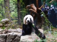 一家5口大熊猫将回国_大熊猫“美香”一家五口成都重逢，最快 12 月与公众见面