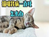 猫猫确诊为犟种_在家如何辨别宠物发烧？毛孩子会不会感染冠状病毒？